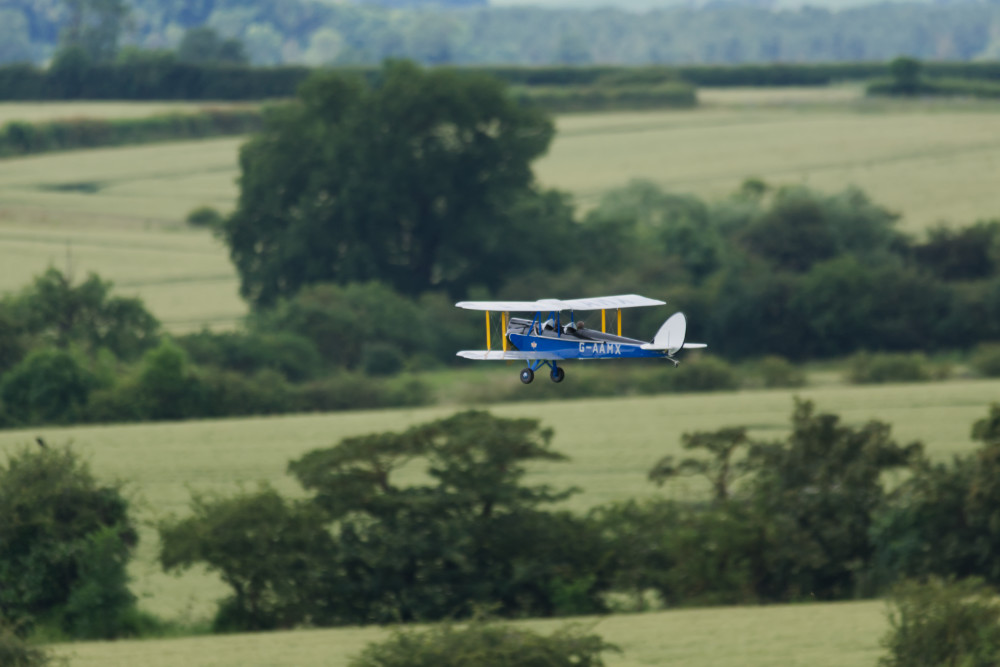 Gypsy Moth (photo 1)
